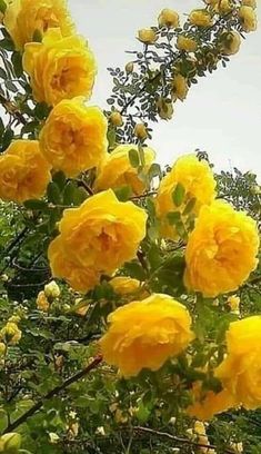 yellow roses are blooming in the garden