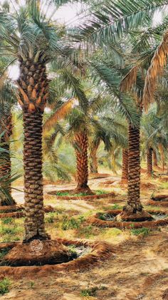 palm trees in the middle of a dirt road with grass and weeds on the ground