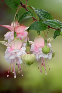 pink and white flowers hanging from a tree branch with green leaves in the foreground