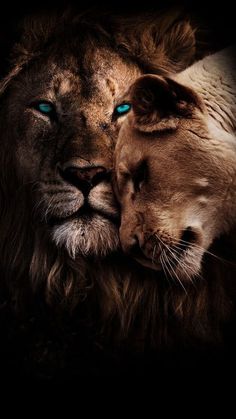 two lions face to face with each other in the dark, one has blue eyes