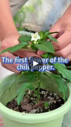 the first flower of the chili pepper is being held by two hands over a potted plant