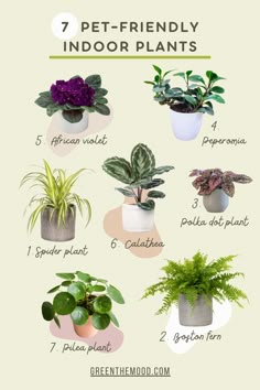 7 Pet-Friendly House plants! Use these Indoor Plants If You Are A Cat Or Dog Owner!Safe plants for cats and dogs, Plant lover ideas, Plant lover gifts, Plant inspirations, House plants ideas, Indoor plant tips for Plant Moms and Plant Lovers. Fall Plants Ideas for Pet Owners! Nontoxic Plants For Cats, Cat Friendly Home Decor, Cat Room Ideas Indoor Cat Room Ideas, Cat Friendly House Plants, Cat Home Ideas Indoor, Safe Plants For Cats, House Plants Ideas, Indoor Plant Tips, Plants Ideas Indoor