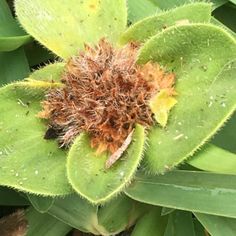 a close up of a green plant with lots of dirt on it's center