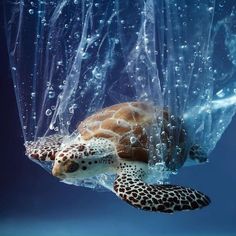 a sea turtle is wrapped in plastic and swimming under the water, with bubbles on it's back