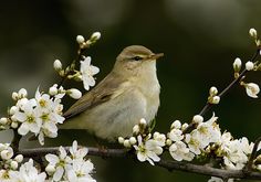 a small bird sitting on top of a tree branch with white flowers in the foreground