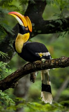 a colorful bird perched on top of a tree branch