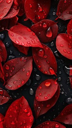 red leaves with water droplets on them