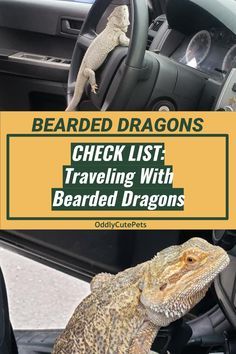 a bearded dragon sitting in the drivers seat of a car