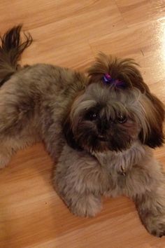 a small brown dog laying on top of a hard wood floor