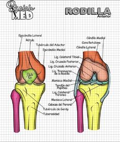 the anatomy of the knee and its major muscles, including the tendi medialis