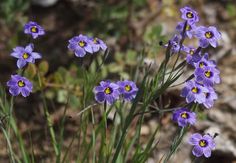 some purple flowers are growing in the dirt