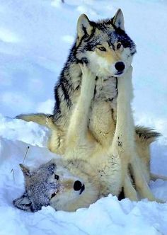 two wolfs playing with each other in the snow