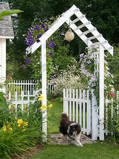 a black and white dog running through a garden