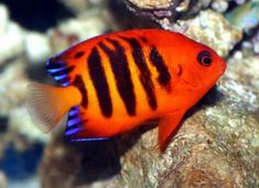 an orange and black striped fish sitting on top of a rock