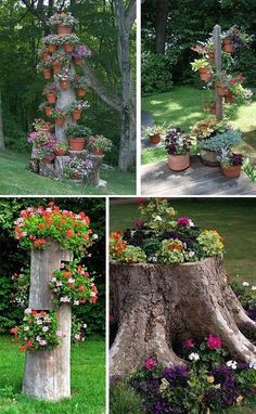 several different types of flowers growing on trees and in pots, along with an old tree stump