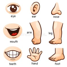 Body Parts For Kids, Body Preschool, Body Parts Preschool, Kids English, Printable Flash Cards