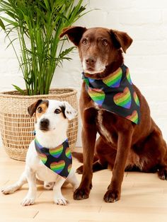 two dogs sitting next to each other on the floor wearing bandannas and ties