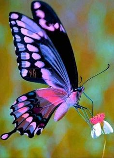 a pink and black butterfly sitting on top of a white flower with its wings spread