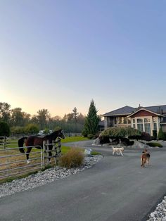 two horses are walking down the road in front of a house with a dog and horse