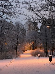 a snowy path with benches and street lights in the distance at night, surrounded by snow covered trees