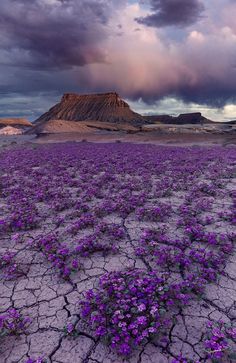 purple flowers growing in the desert under a cloudy sky