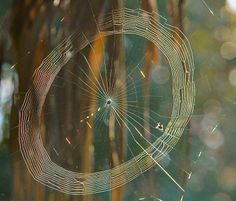 a spider web in the middle of some trees