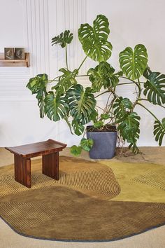 a living room with a potted plant next to a small wooden table on a rug