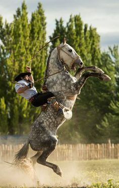 a person riding on the back of a horse