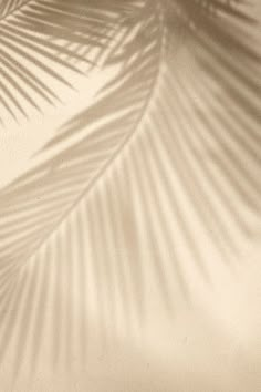 a palm leaf casts a shadow on the wall in this sepia - toned photo