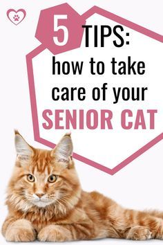 an orange cat laying on top of a white floor next to a pink sign that says 5 tips how to take care of your senior cat