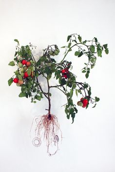 a plant with roots and fruits hanging from it