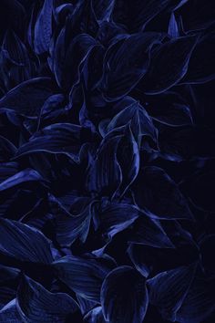 dark blue leaves are in the middle of this photo, and it looks like they're