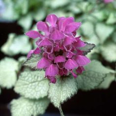 a purple flower with green leaves in the background