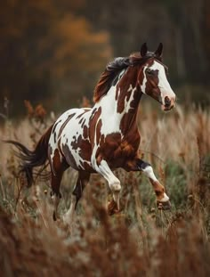 a brown and white horse running through tall grass