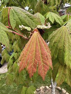 a large leaf hanging from the side of a tree