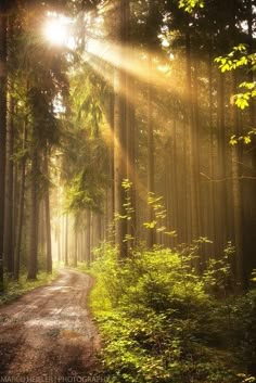 the sun shines through the trees on a dirt road surrounded by tall, green trees