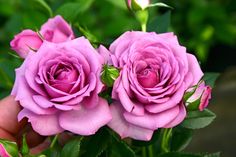 three pink roses are being held up by someone's hand in front of some green leaves