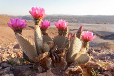 some pink flowers are growing out of the rocks