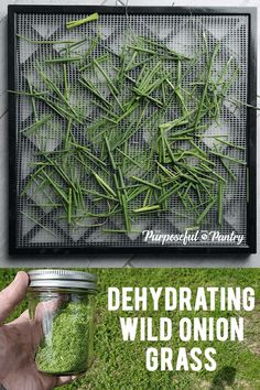 a hand holding a jar filled with green grass next to a sign that says dehydrating wild onion grass