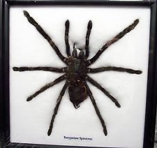 a large spider sitting inside of a black frame