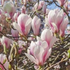 pink flowers blooming on the branches of a tree