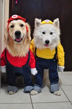 two dogs dressed in costumes standing next to each other