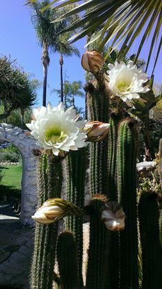 some white flowers are growing in the middle of a cactus garden with palm trees behind them