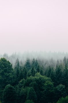 trees in the distance with fog on them