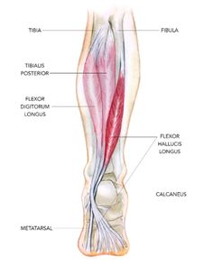 the muscles are labeled in this diagram, including the lower limb and upper limb bones