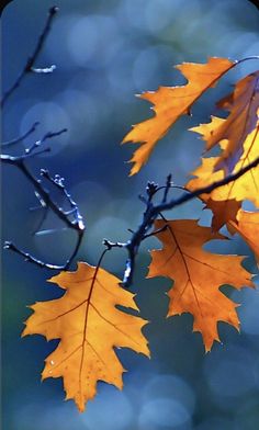 two yellow and orange leaves hanging from a tree branch with water droplets on the leaves