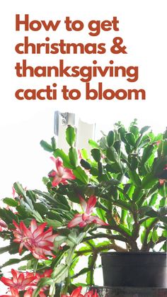 a potted plant sitting on top of a table with text overlay that reads how to get christmas & thanksgiving cacti to bloom