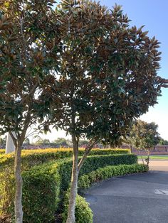 some very pretty trees in the middle of a road with bushes around it and a basketball court behind them