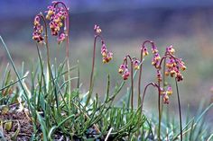 small pink and yellow flowers growing out of the ground in front of some green grass