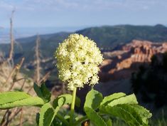 a close up of a flower on a plant with mountains in the backgroud